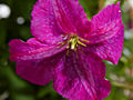 Clematis Little Butterfly IMG_4373 Powojnik